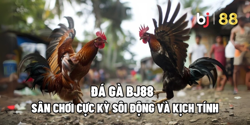 Đá Gà BJ88 – Sân Chơi Cực Kỳ Sôi Động Và Kịch Tính