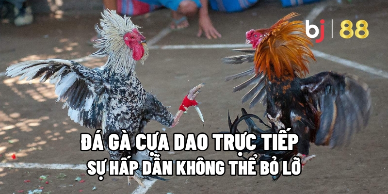 Đá gà cựa dao trực tiếp là gì?