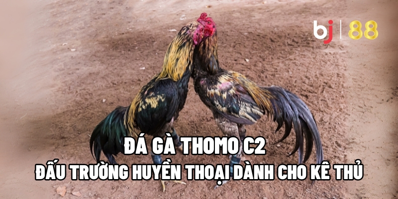 Tổng quan về đá gà Thomo C2