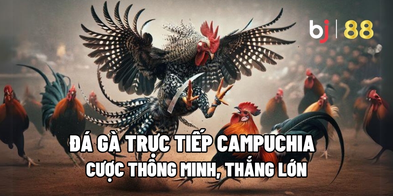 Vì sao đá gà trực tiếp Campuchia lại được ưa chuộng?