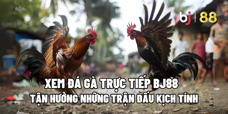 Điểm nổi bật khi theo xem đá gà trực tiếp BJ88